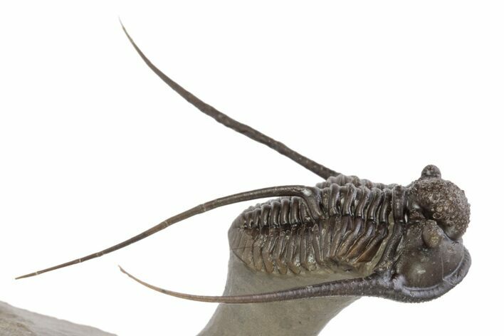Long-Spined Cyphaspis Trilobite - Foum Zguid, Morocco #249022